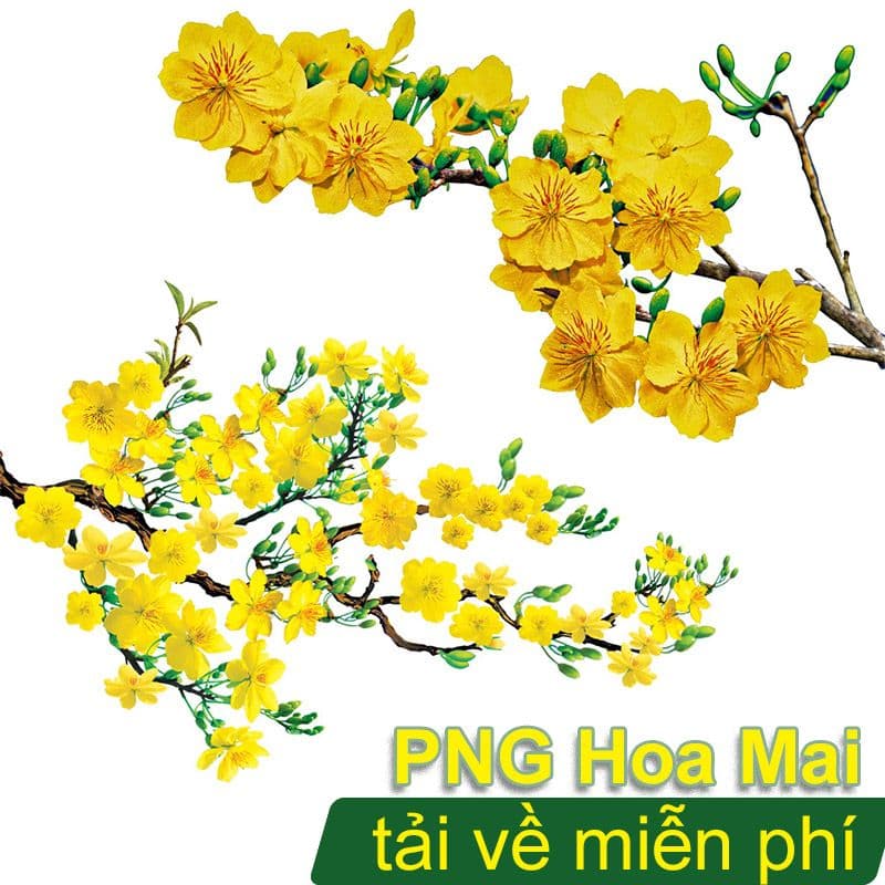 Hình Ảnh Hoa Mai PNG Tết - Biểu Tượng Của Sự Thịnh Vượng